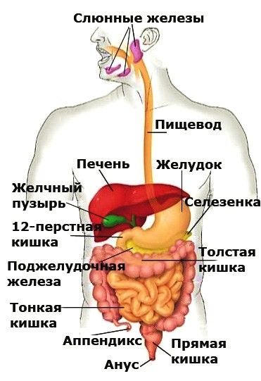 Изображения по запросу Анатомия человека
