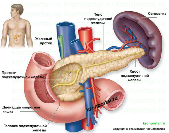 pancreas-1.jpg