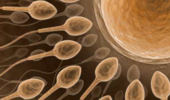 От чего зависит качество спермы?