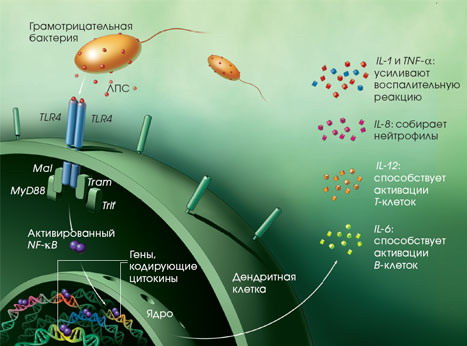 immunology2.jpg