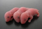 mice.jpg mice.jpg